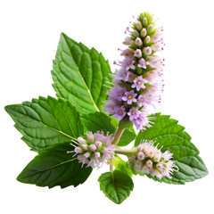 Patchouli